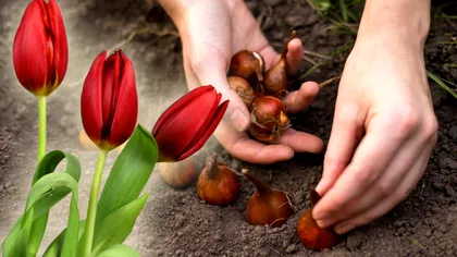 Nu arunca bulbii lalelelor după ce se usucă. Grădinarii te învață la ce îi poți refolosi