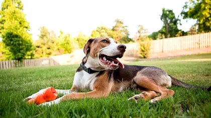 Câinele tău sapă gropi în grădină? Îl poți scăpa rapid de acest obicei, fără dresor, fără pedepse