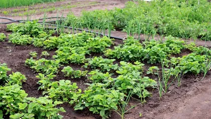 Ce să presari peste răsadurile de ardei şi de vinete pentru a înflori imediat. Aşa vei avea la vară o producţie de invidiat
