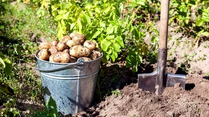 Distanţa dintre rândurile de cartofi. Aşa obţii tuberculi sănătoşi şi mari