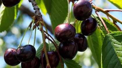 Singurul soi de cireși care rezistă înghețului. Cine are acești pomi va avea și fructe în mai-iunie