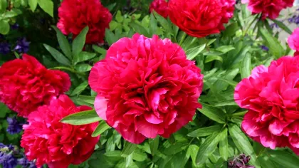 Cu ce să stropești bujorii în lunile iunie și iulie, după ce se scutură florile. Trucul ca să înflorească spectaculos an de an