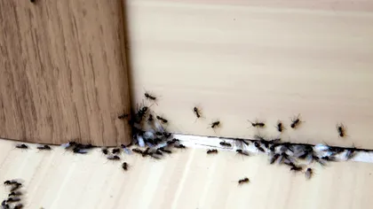 Cum să scapi natural de furnici în casă. Remediul ieftin pe care îl ai deja în dulap