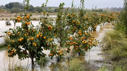Cum salvezi pomii afectaţi de ploile abundente. Doar aşa vei mai avea roade în această vară