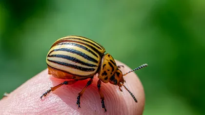 Cum scapi de gândacul de Colorado fără pesticide. Soluții naturale pentru o recoltă bogată și sănătoasă de cartofi