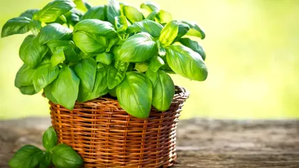 Ingredientul care face busuiocul să crească chiar şi de trei ori mai repede. Devine viguros şi cu frunze mari