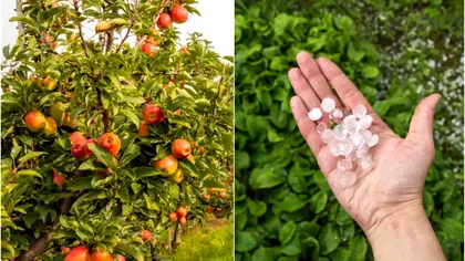 Pomii loviți de grindină se pot usca în câteva săptămâni. Cum îi tratezi ca să nu-i pierzi definitiv