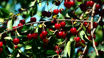 Cu ce să stropeşti vişinii la început de iunie pentru fructe mari şi sănătoase. Aşa procedau şi bunicii