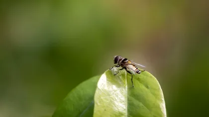 Cum folosești folia de aluminiu ca să scapi de muște. Metodă simplă și rapidă, cum funcționează