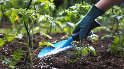 Cât de des trebuie fertilizată grădina de legume: regula de aur pe care grădinarii o respectă mereu