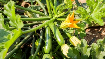 Cum îți uzi corect dovleceii ca să nu mucegăiască. Greșeala pe care mulți grădinari o fac fără să știe