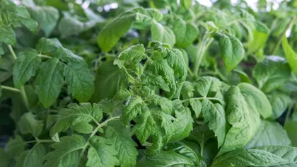 De ce se usucă florile la roșii și cum poți salva planta. Greșeala frecventă pe care mulți grădinari o fac fără să știe