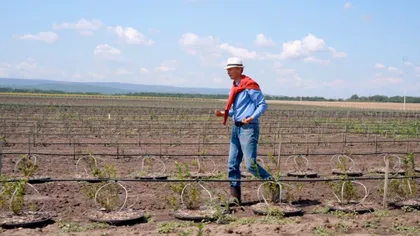 Fructul cultivat în România care a devenit o mină de aur pentru fermieri. Aduce mii de euro pe hectar