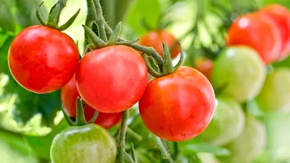 Secretul roșiilor mari și gustoase. Îngrășământul natural recomandat de grădinari, îl poți face acasă