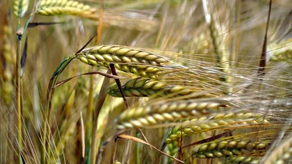 Cu ce să stropești grâul împotriva afidelor ca să eviți pagubele masive. Tratamentele care salvează recolta după ploile abundente