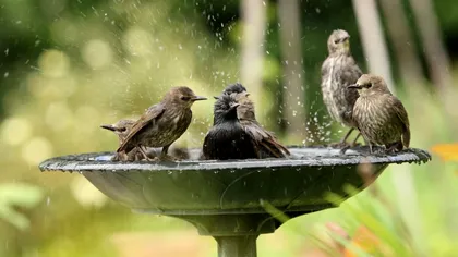 Plantele care atrag păsările în grădină. Trebuie să fie de o anumită culoare, aşa te vei bucura de cel mai frumos cântec dimineaţa