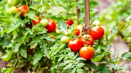 Roşii care crapă? Secretul agricultorilor este unul banal, ce trebuie să agăţi în grădină