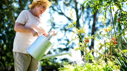 Cum se udă legumele din grădina când este caniculă. Greşeala care arde frunzele şi florile imediat