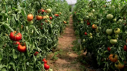 Cum îți dublezi producția de roșii: două ingrediente-cheie pentru fertilizare eficientă