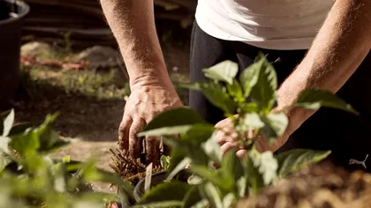 Ce se plantează în grădină în luna iulie. Aşa te vei bucura de legume, plante aromatice şi flori până toamna târziu