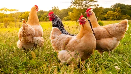 Ce trebuie să adaugi în mâncarea găinilor la final de august. Așa le ajuți să rămână sănătoase în perioada de năpârlire