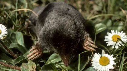 Cum alungi cârtițele din grădină pentru totdeauna. Soluții testate de un grădinar cu experiență