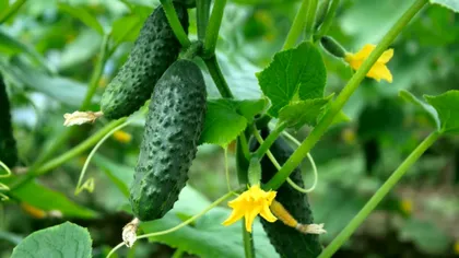 Cum să plantezi castraveţii pentru toamnă pentru a fi culeşi uşor. „Vei sta la umbră şi nu cocoşat”. E metoda nemţilor de ani de zile