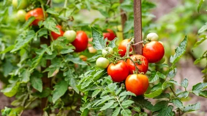 Cum să pregătești cel mai bun sol pentru roșii și să obții o recoltă bogată și delicioasă