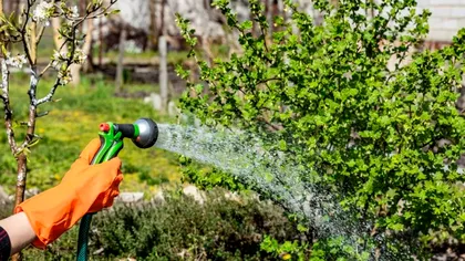 Ce se întâmplă dacă uzi plantele de grădină în plin soare. Grădinarii profesioniști au dat verdictul