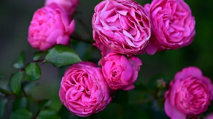 Trandafirii vor continua să înflorească până toamna târziu dacă pui un singur lucru pe sol înainte de septembrie. Este trucul grădinarilor din Anglia