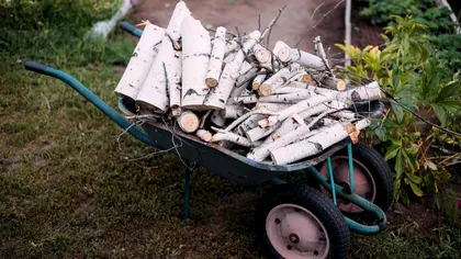 Cei 6 copaci pe care trebuie să-i tai în luna august. În septembrie e prea târziu