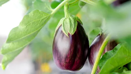 De câtă apă au nevoie vinetele în această perioadă? Se vor coace mai repede şi vor fi dulci