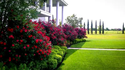 Cele 5 reguli simple pentru trandafiri înfloriţi până toamna târziu. Sfaturi de aur