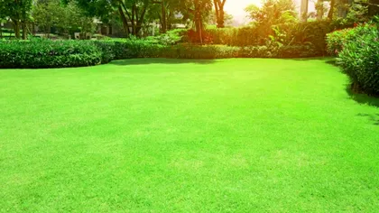 Cum să-ți refaci gazonul după o vară caniculară: 5 pași de îngrijire în toamnă