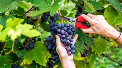 Cum se îngrijește vița de vie după cules. Tratamente esențiale pentru rod bogat anul viitor