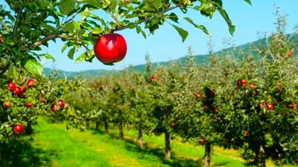 Greşeala care îţi poate distruge pomii fructiferi toamna. Ce trebuie să faci zilnic în livadă pentru a evita acest lucru