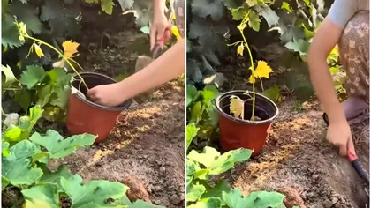 Cum să înrădăcinezi viţa de vie rapid şi simplu? Nu trebuie tăiată, ai nevoie doar de un ghiveci