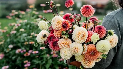 Florile de toamnă sunt în pericol în timpul ploilor abundente. Ce să eviţi să faci în această perioadă, conform experţilor