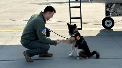 Mesajul emoționant transmis de MApN pentru pilotul care a murit salvând un câine