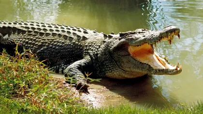 Crocodil asiatic în munții României: descoperire importantă făcută de cercetători de la Universitatea „Babeș-Bolyai” din Cluj-Napoca