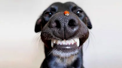 De ce animalele nu trebuie să-și spele dinții. Misterul din spatele 