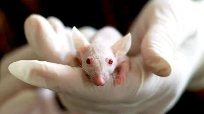 Cercetătorii au creat șoareci cu doi tați biologici prin inginerie genetică