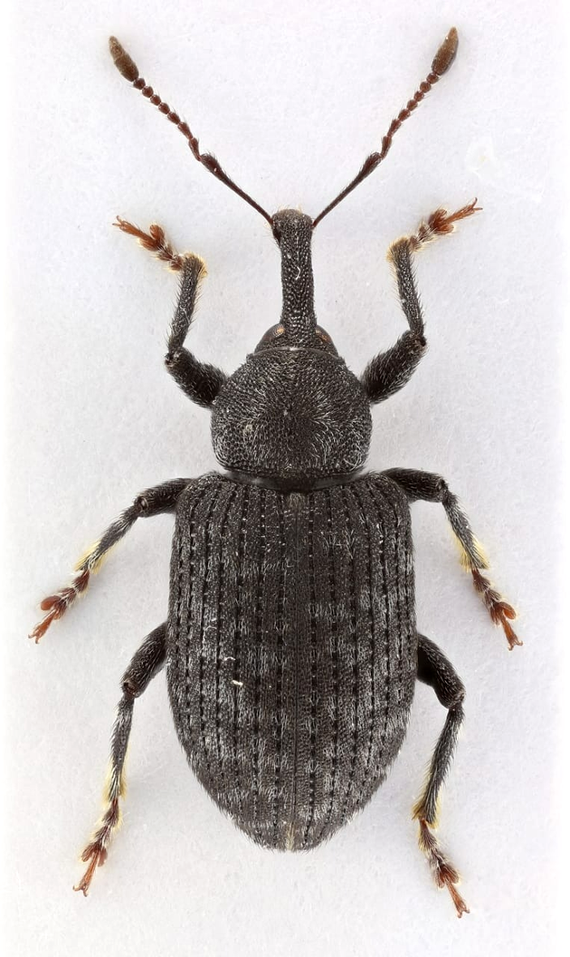 specie-noua-gandaci