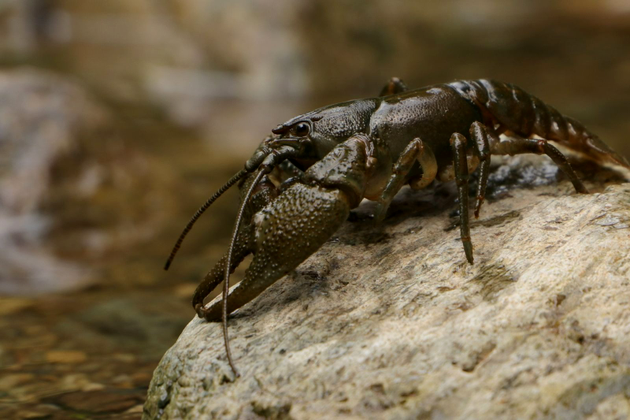 rac-bihorean-creatura-numai-la-noi-specie-rara-romania-2