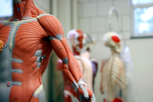 Curiozitati despre corpul uman