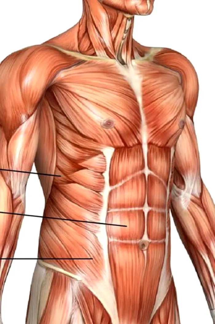 Mușchii noștrii ne pot ajuta să ridicăm tone