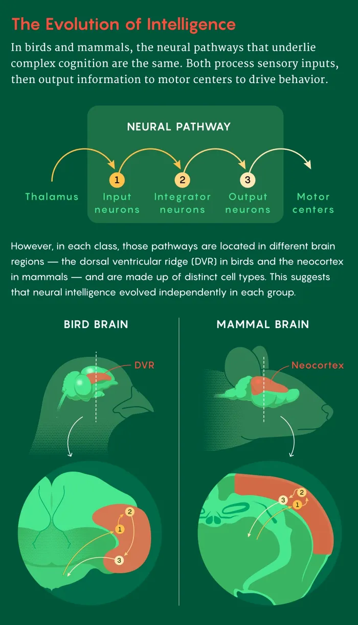 Ilustrație: Mark Belan/Quanta Magazine; sursa: Science 387, 732 (2025)