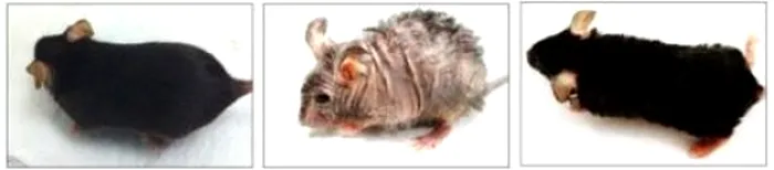 Șoareci îmbătrânire