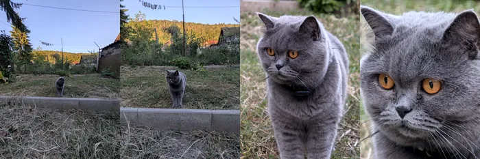 Colaj pisică cu zoom diferit