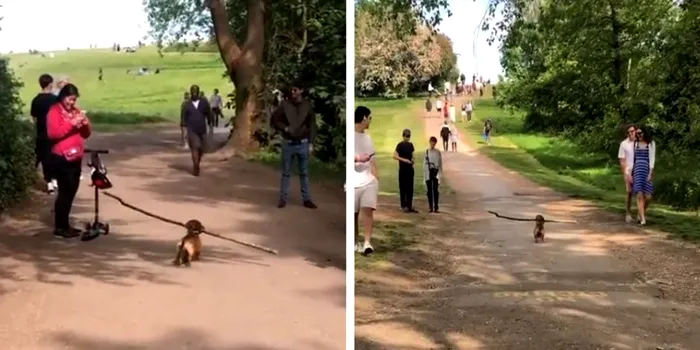 caine distantare sociala